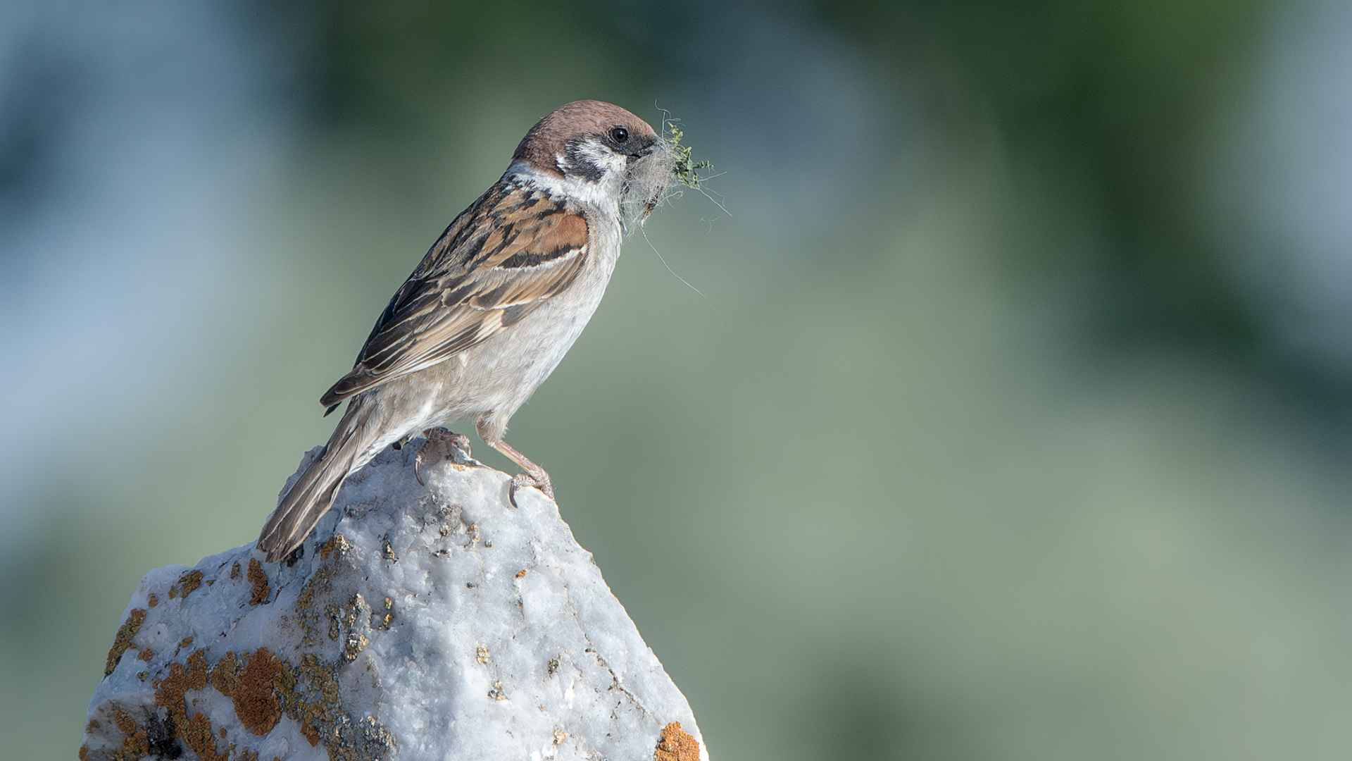 Eurasian Tree Sparrow